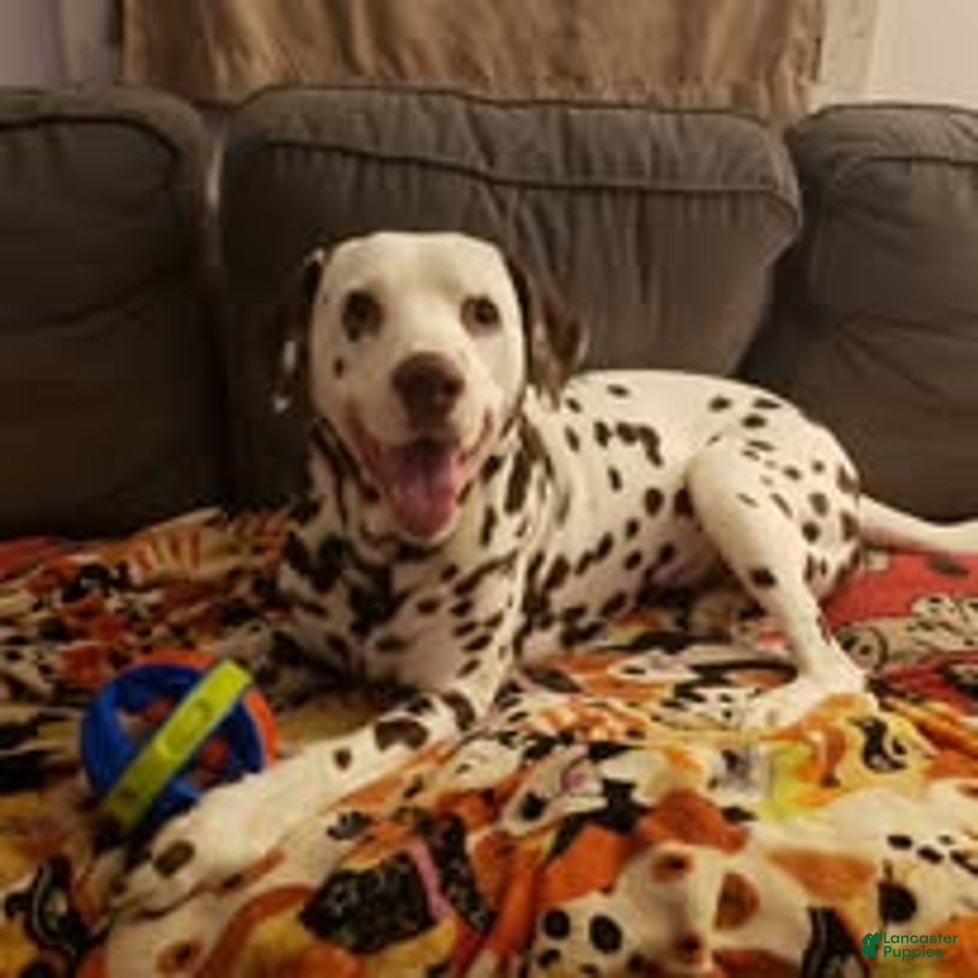 Dalmatian dogs for stud: AKC Registered Stud - Ad 2