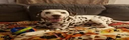 Dalmatian dogs for stud: AKC Registered Stud - Ad 2