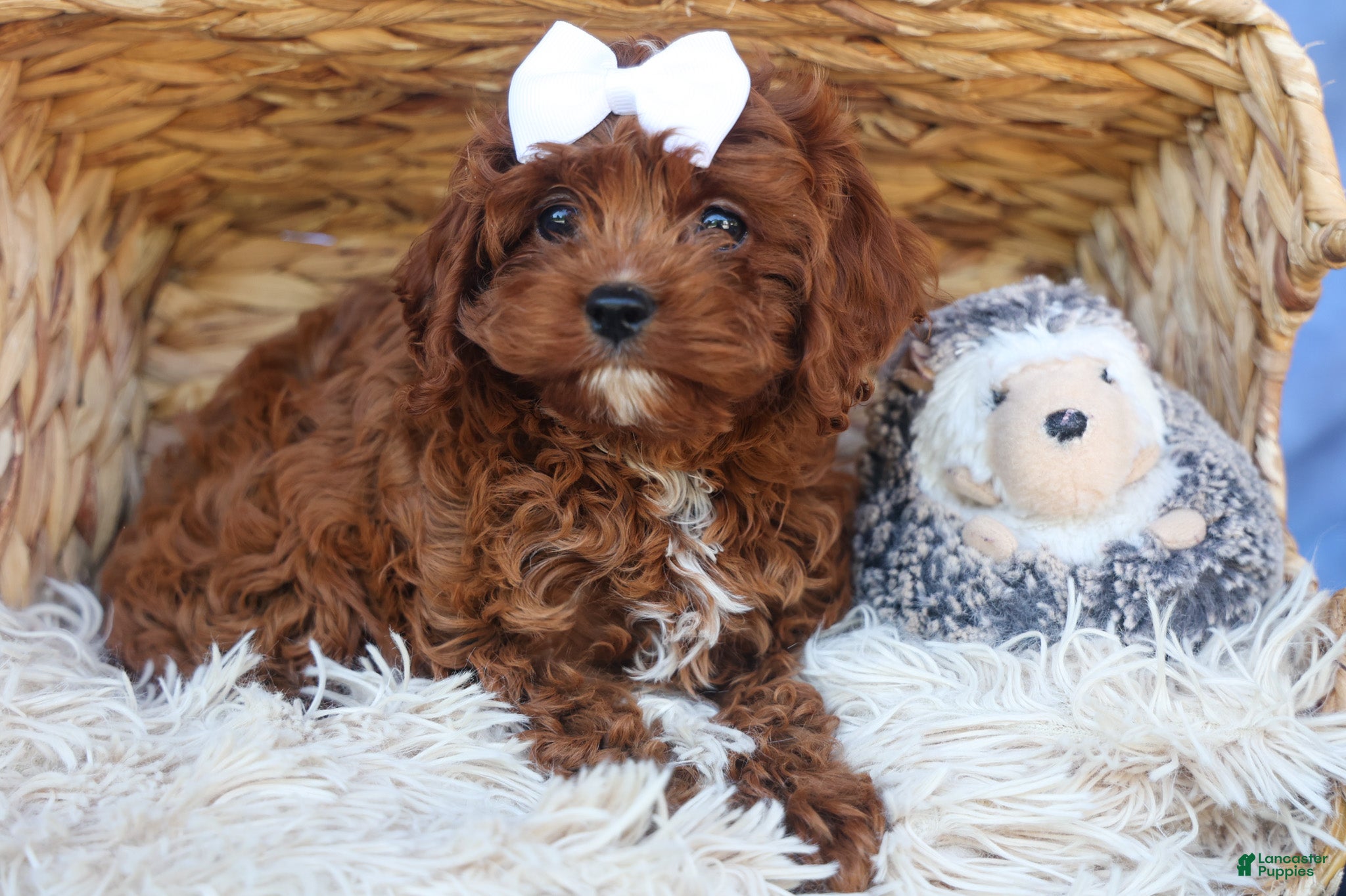 Cavapoo dogs for sale: RHODA - Ad 10