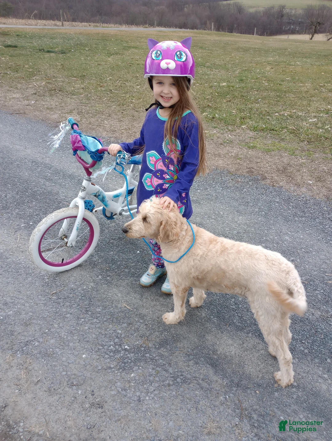 Mini Goldendoodle dogs for sale: Mini Goldendoodle (Max) - Ad 8