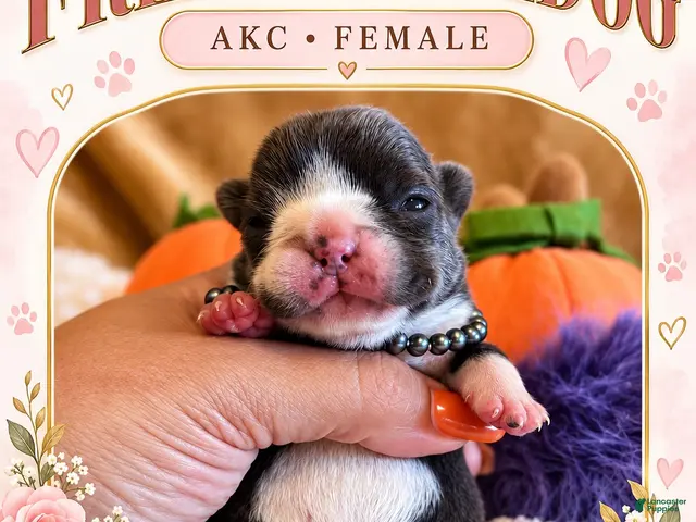 French Bulldog dogs for sale: Tulip - Ad 1