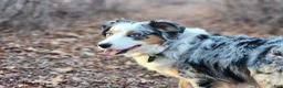 Australian Shepherd dogs for sale: Derek - Ad 3