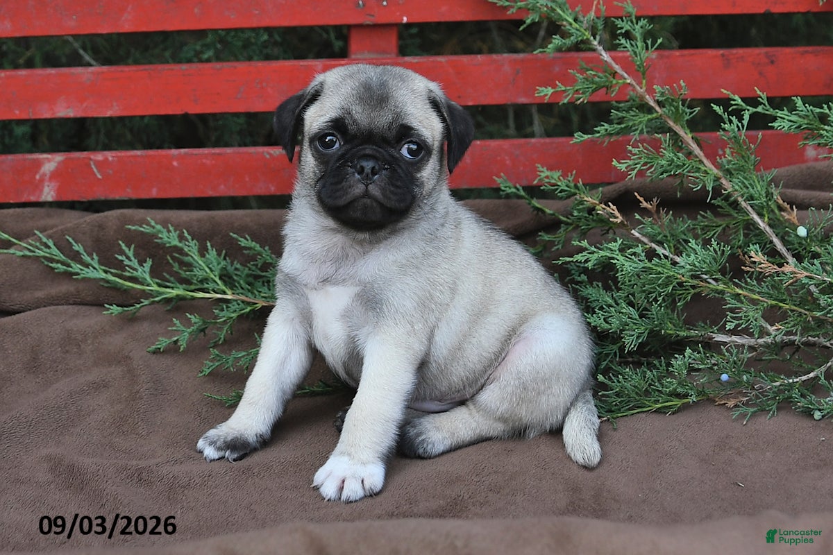 Pug dogs Tonto - Ad 1