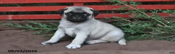 Pug dogs for sale: Tonto - Ad 1