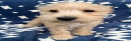Miniature Schnauzer dogs for sale: AKC Leo - Ad 3