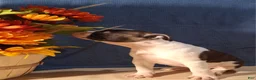 Boston Terrier dogs for sale: Esther - Ad 4