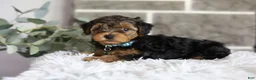 Yorkiepoo dogs for sale: Bentley - Ad 11