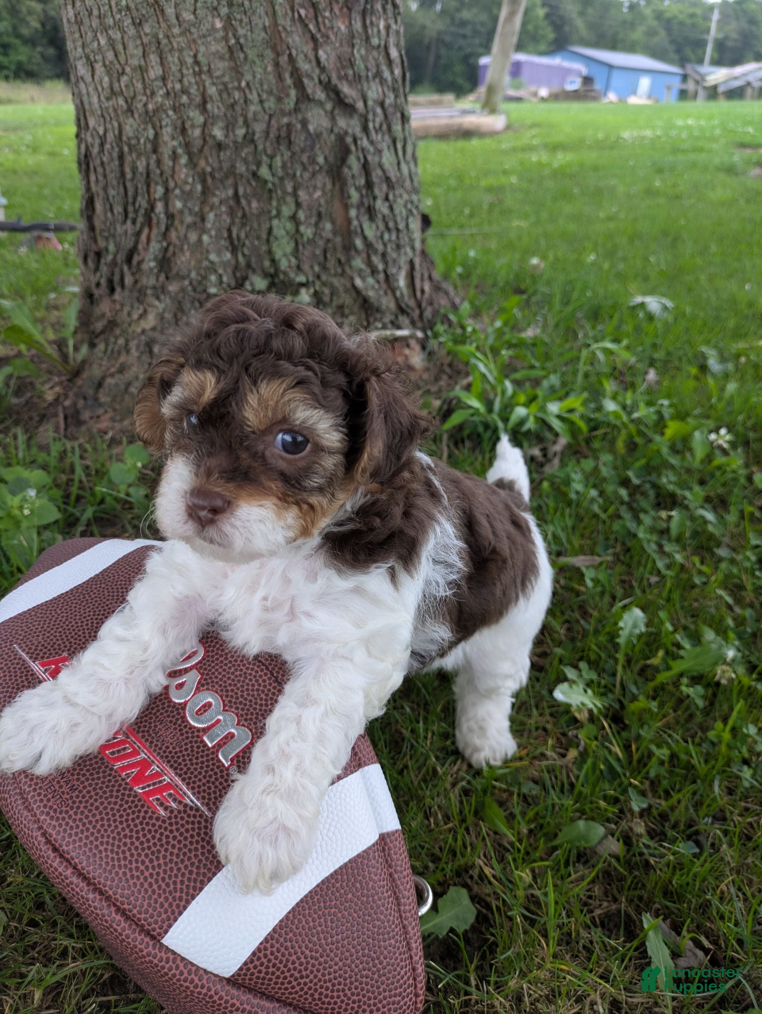 Shihpoo dogs HANk the TANK - Ad 13