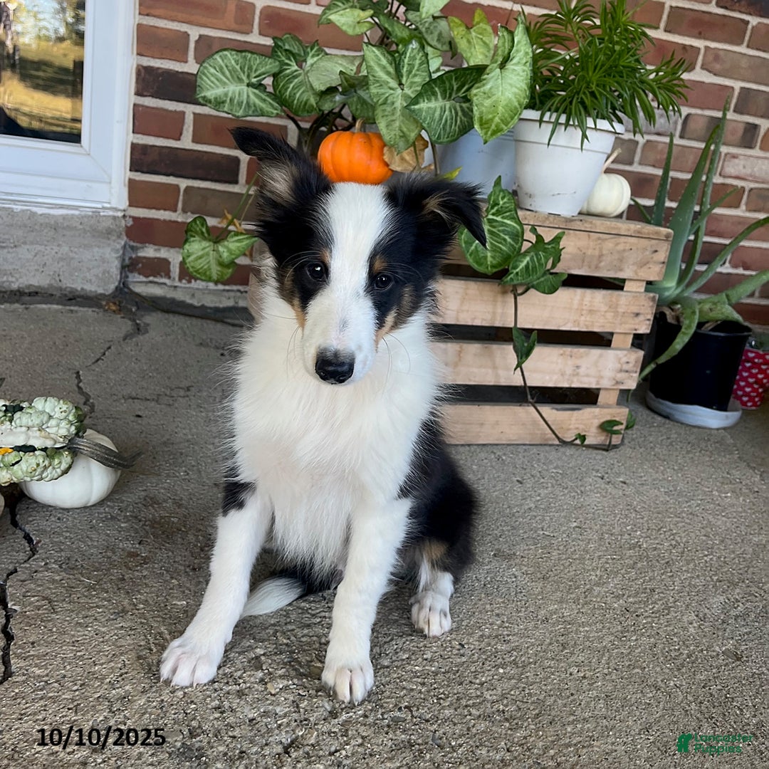 Sheltie Miniature Border Collie Collie Puppies Border Collie Sheltie Mix  For Sale Sheltie Bulldog, image size:1080x1080