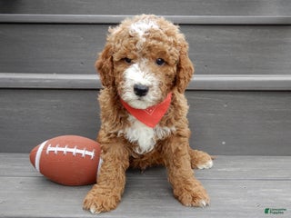 Mini Goldendoodle dogs Charlie - Ad 40