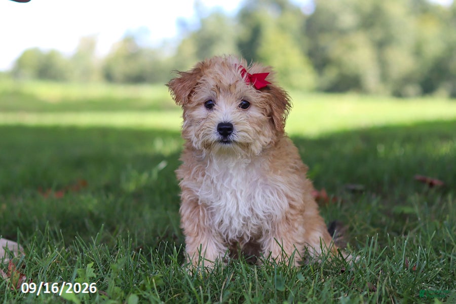 Yochon dogs Lady - Ad 2