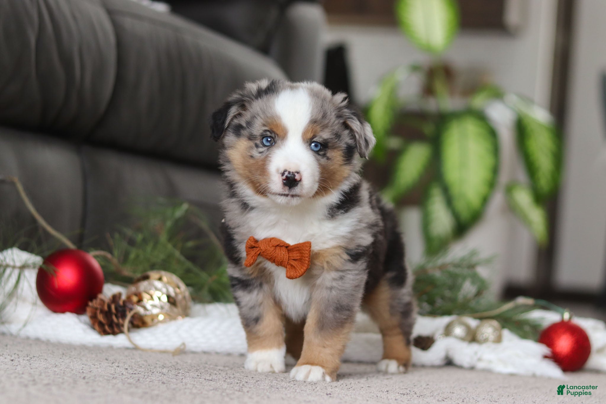 Miniature Australian Shepherd dogs Anson - Ad 21