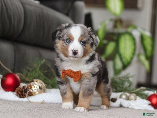 Miniature Australian Shepherd dogs Anson - Ad 6
