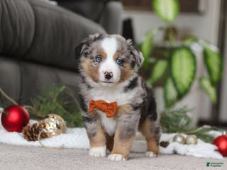 Miniature Australian Shepherd dogs Anson - Ad 42