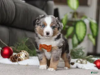 Miniature Australian Shepherd dogs Anson - Ad 42