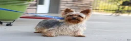 Yorkshire Terrier dogs for sale: Macie - Ad 7