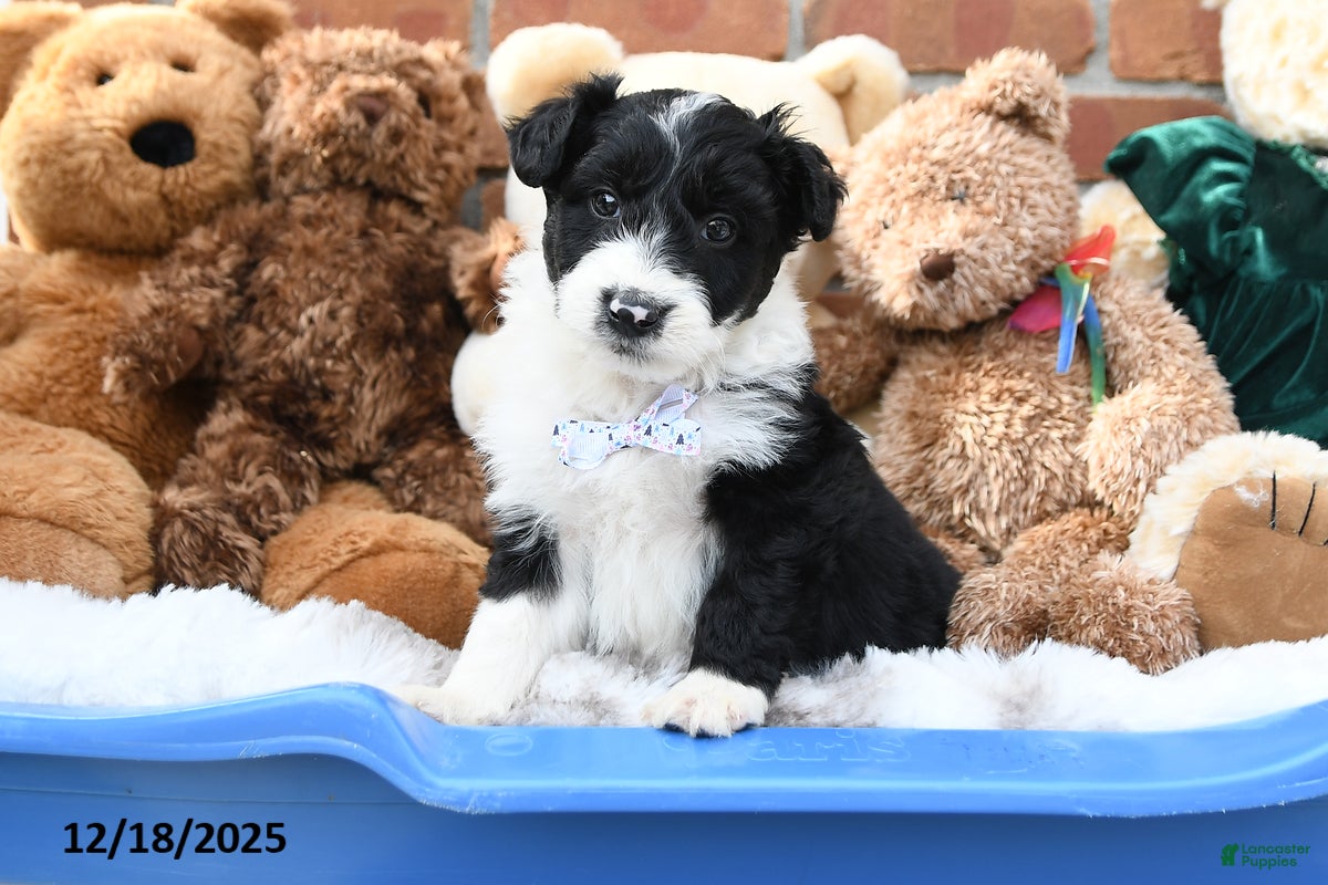 Aussiedoodle dogs Dally - Ad 15
