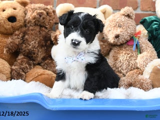 Aussiedoodle dogs Dally - Ad 15