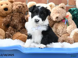 Aussiedoodle dogs Dally - Ad 15
