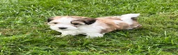 Havapoo dogs for sale: Leo - Ad 3
