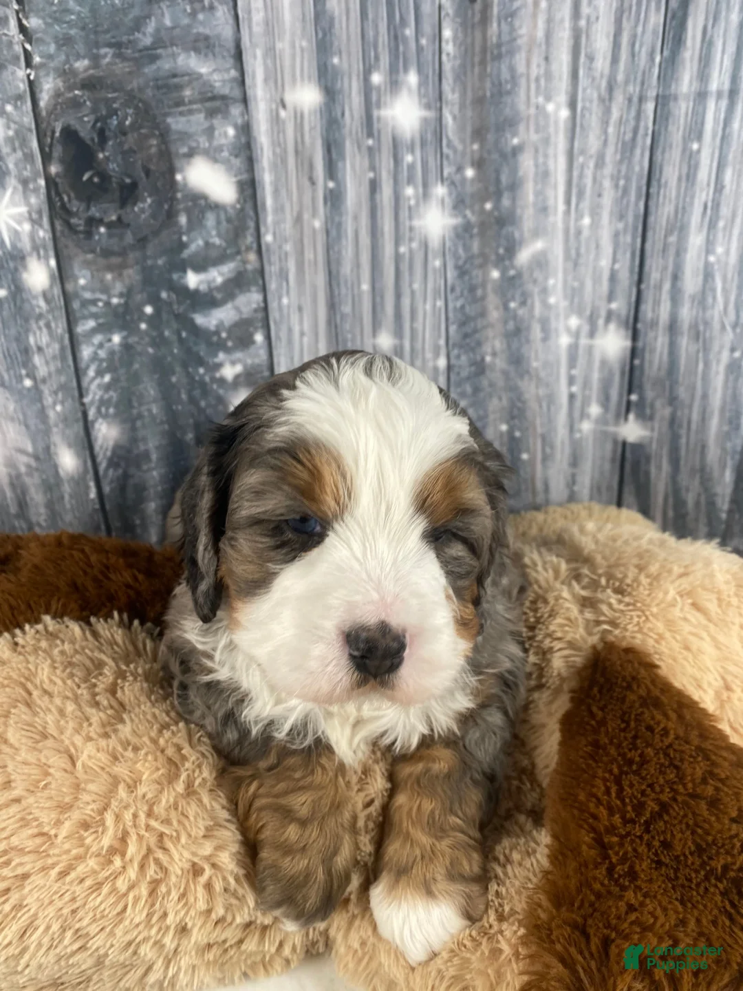 Mixed Breed dogs for sale: Reggie - Ad 6