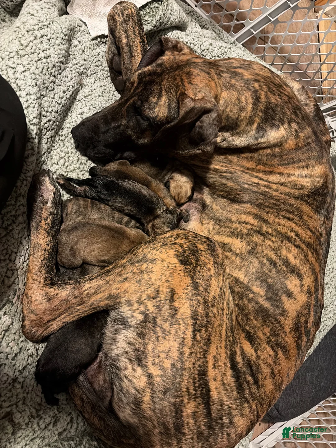 Mixed Breed dogs for sale: Blue Boy - Ad 6