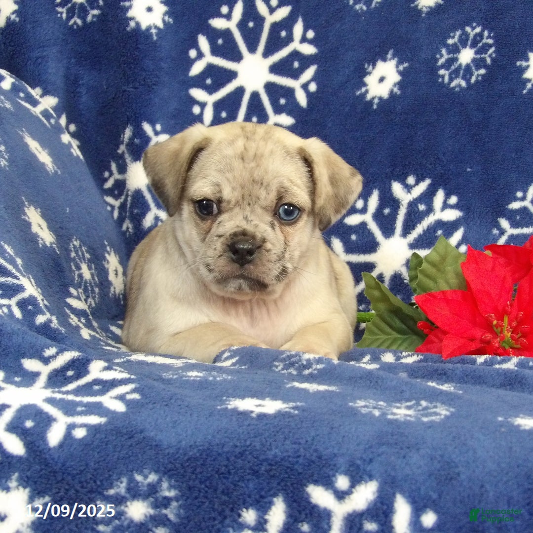 Jug dogs for sale: Ellie - Ad 1