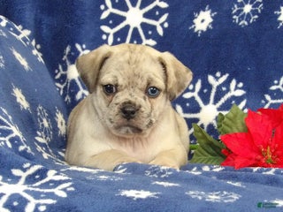 Jug dogs Ellie - Ad 6