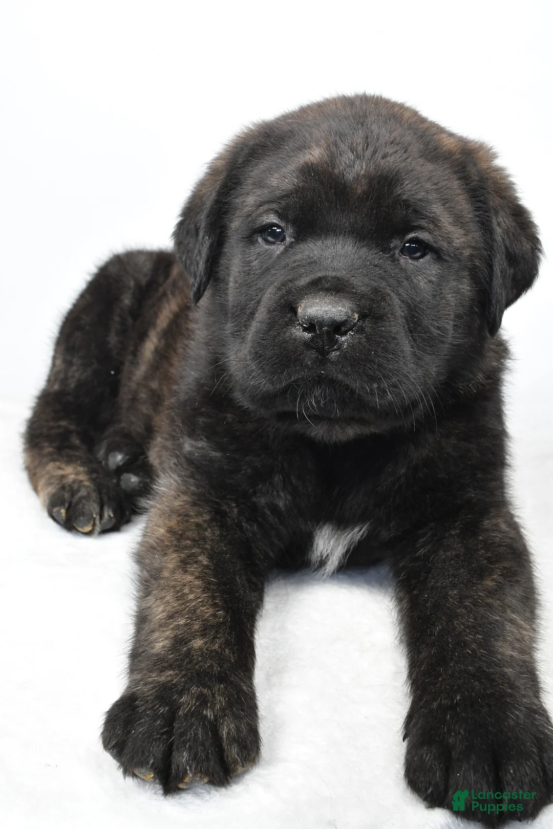 English Mastiff dogs for sale: Boxer - Ad 6