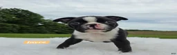 Boston Terrier dogs for sale: Jayce  - Ad 5