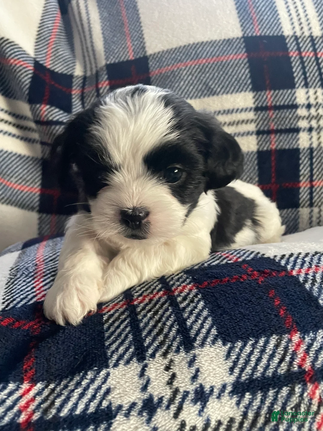 Mixed Breed dogs for sale: Brutus - Ad 1