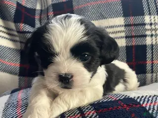 Mixed Breed dogs Brutus - Ad 21