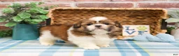 Shih Tzu dogs for sale: Fox  - Ad 3
