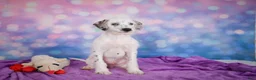 Mixed Breed dogs for sale: Rex - Ad 7