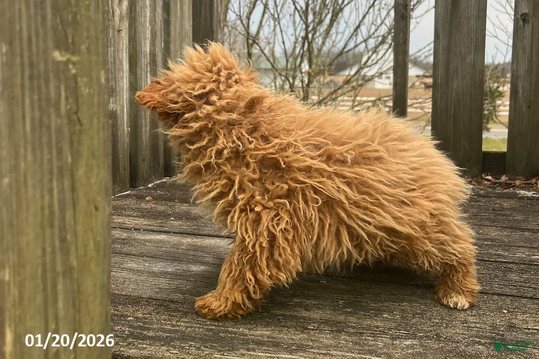 Bichpoo dogs for sale: Milo - Ad 5