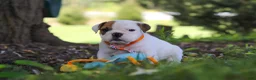 Beabull dogs for sale: Banjo - Ad 8