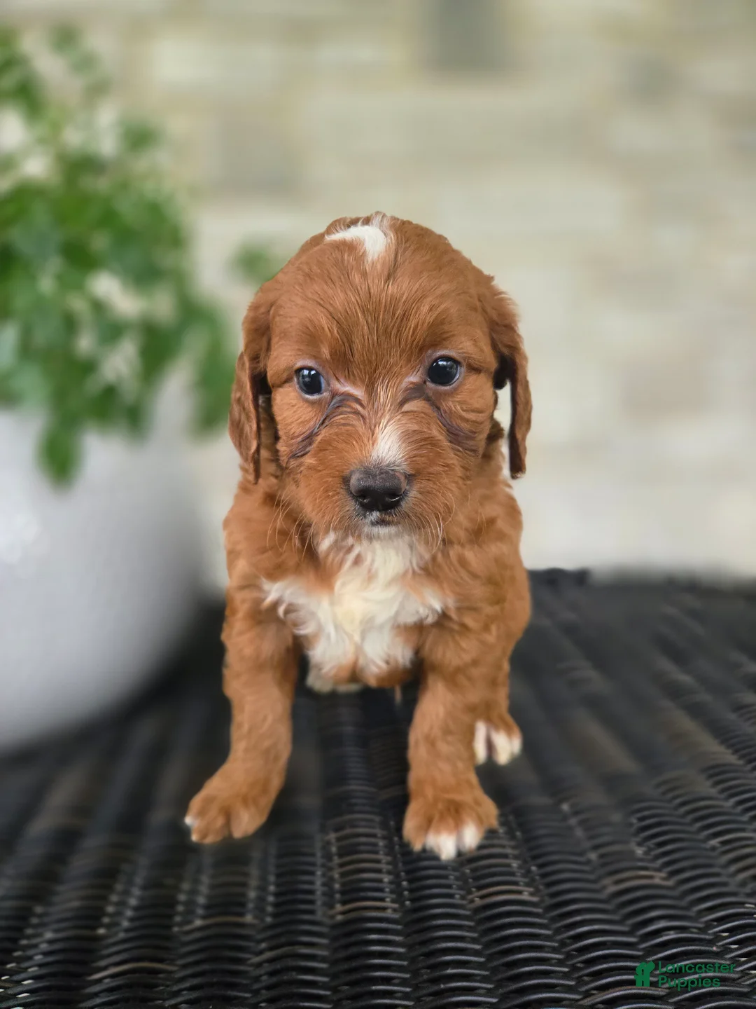 Mini Goldendoodle dogs for sale: Mini Goldendoodle Puppy 5 - Ad 2