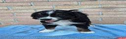 Mini Bernedoodle dogs for sale: Wilson - Ad 3
