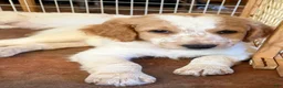 Aussiedoodle dogs for sale: Kobe - Ad 4