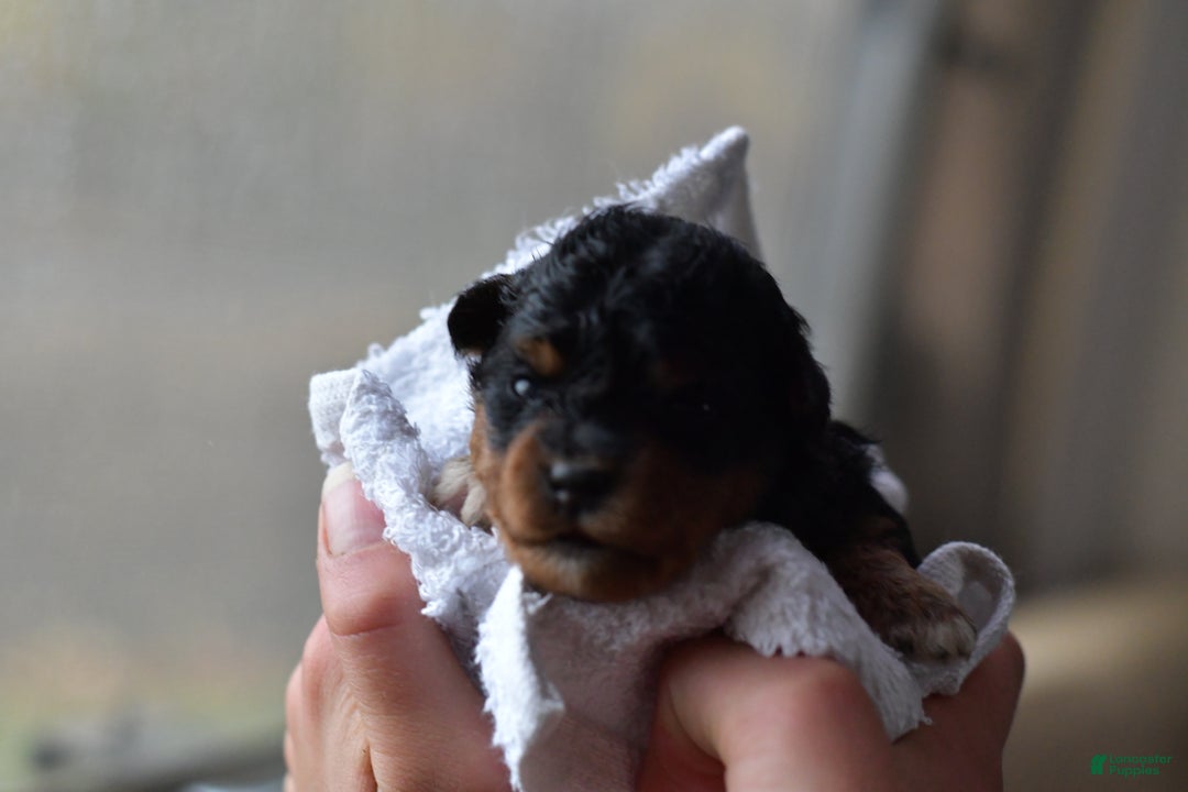 Mini Aussiedoodle dogs for sale: Bear - Ad 5