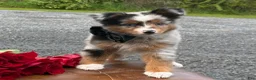 Toy Australian Shepherd dogs for sale: Tucker  - Ad 4