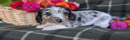 Dachshund dogs for sale: Theo  - Ad 4