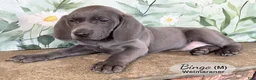Weimaraner dogs for sale: Bingo - Ad 3