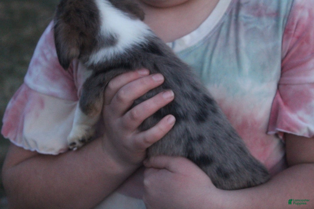 Mixed Breed dogs for sale: Abriana - Ad 3