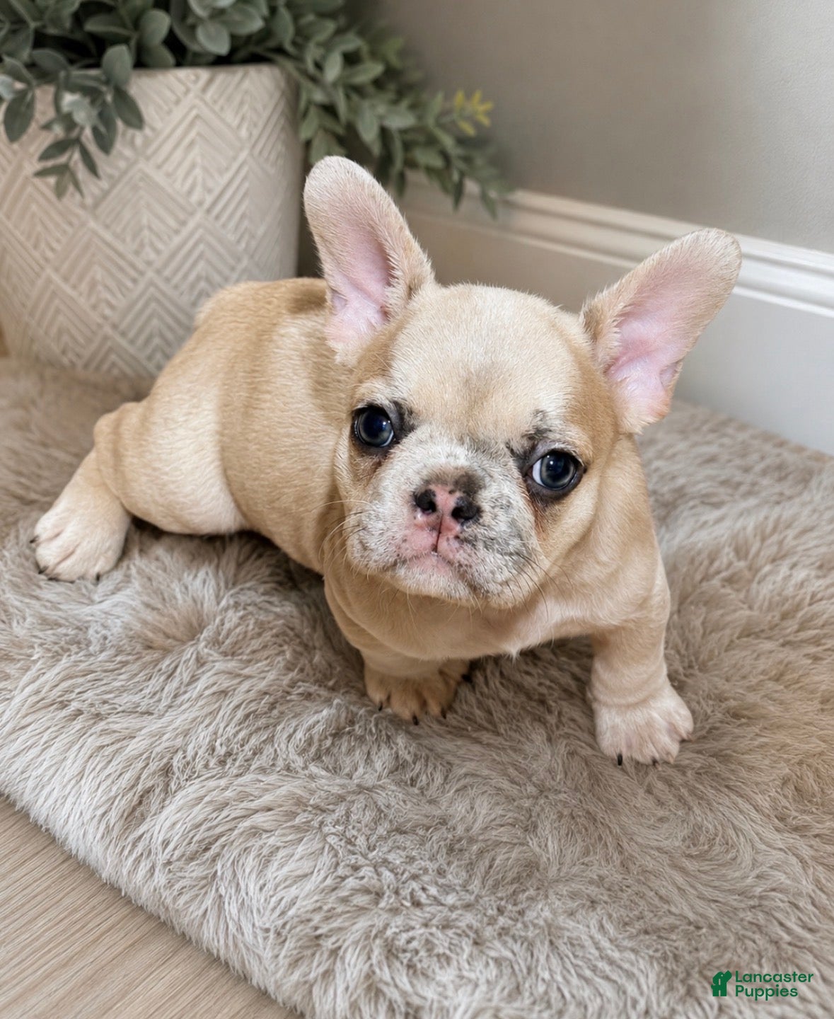 French Bulldog dogs Nyla  - Ad 1