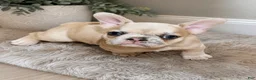 French Bulldog dogs for sale: Nyla  - Ad 1