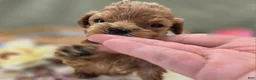 Cockapoo dogs for sale: Girdle - Ad 27