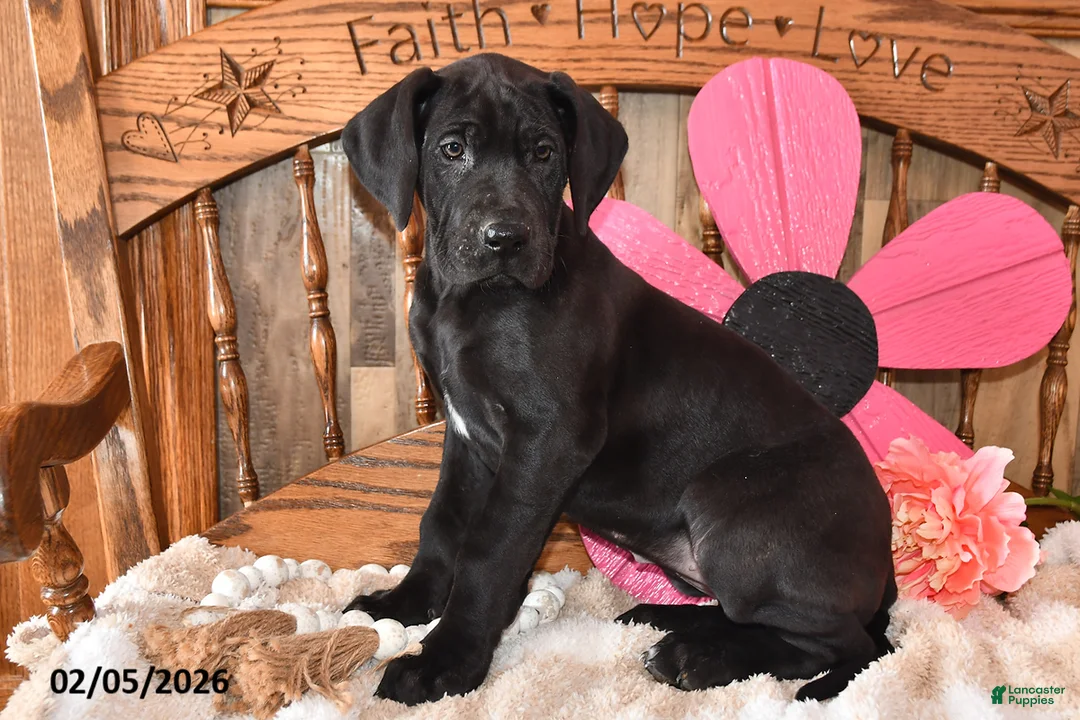 Great Dane dogs for sale: Gloria - Ad 1