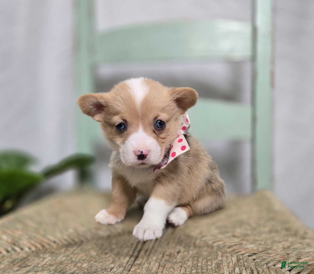 Welsh Corgi Pembroke dogs for sale: Lily - Ad 7