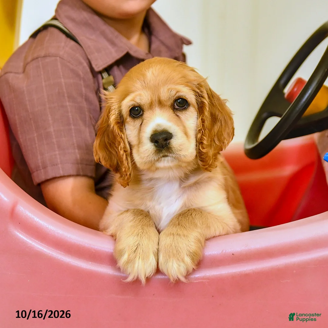 English Cocker Spaniel dogs for sale: Rusty - Ad 1